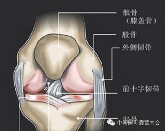 露营之家运动损伤与康复系列讲座(图2) 露营之家运动损伤与康复系列讲座(图2)