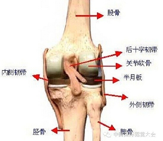 露营之家运动损伤与康复系列讲座(图5) 露营之家运动损伤与康复系列讲座(图5)