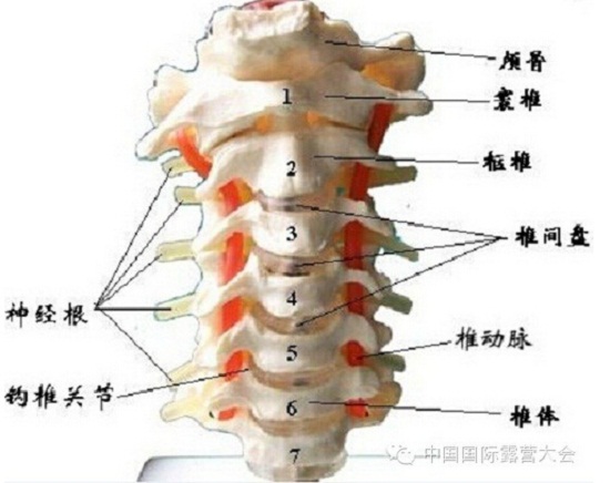 露营之家运动损伤与康复系列讲座(图2) 露营之家运动损伤与康复系列讲座(图2)