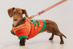 跨界新场景,消费新体验 | “撒欢集”人宠露营活动在深圳成功举办,奏响“三新生活”序章(图20) 跨界新场景,消费新体验 | “撒欢集”人宠露营活动在深圳成功举办,奏响“三新生活”序章(图20)