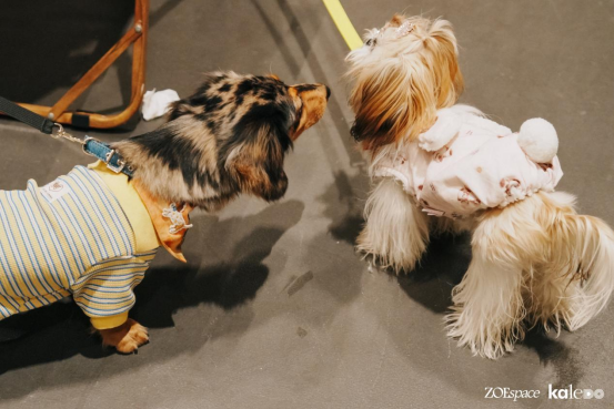 跨界新场景,消费新体验 | “撒欢集”人宠露营活动在深圳成功举办,奏响“三新生活”序章(图22) 跨界新场景,消费新体验 | “撒欢集”人宠露营活动在深圳成功举办,奏响“三新生活”序章(图22)