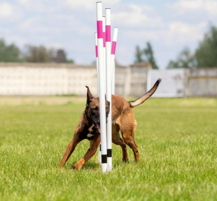 潮宠溜溜户外嘉年华｜2026 中国（金华山）国际露营大会萌宠分会场 正式启幕！(图7)